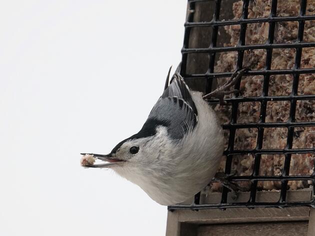 Join us for the Great Backyard Bird Count!