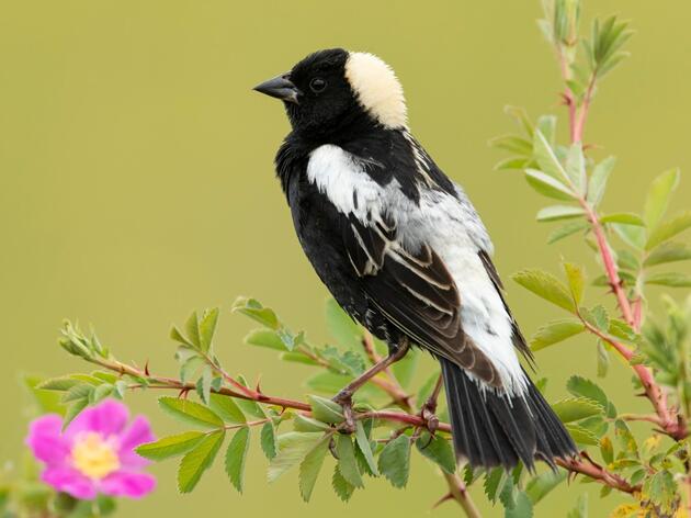 Grassland Bird-Friendly Hay and Pasture Management