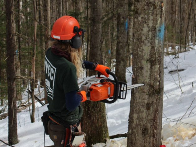 Collaborative Forestry for the Birds