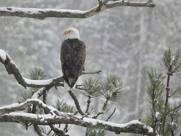 A Glimpse into the 2025 Mid-Winter Bald Eagle Survey: Resilience in the Skies
