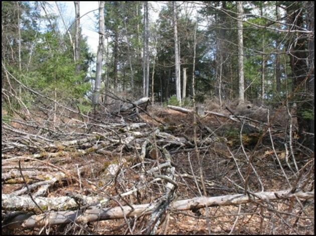 A Reverence for Dead Wood