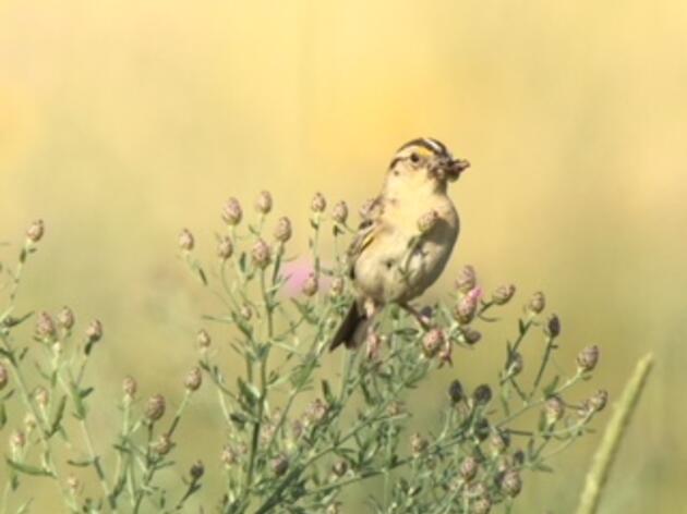  Volunteering for Conservation: Advancing Stewardship and Community Engagement in Vermont