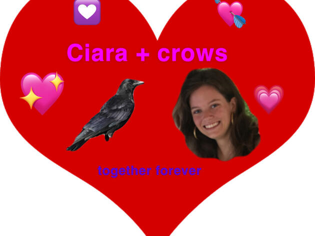 Ciara and the Crows: Dating Advice from a Crow