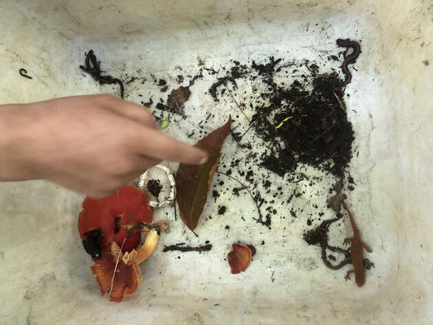 September: Forest Critters and Food Webs