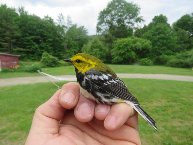 New Species in the Nets