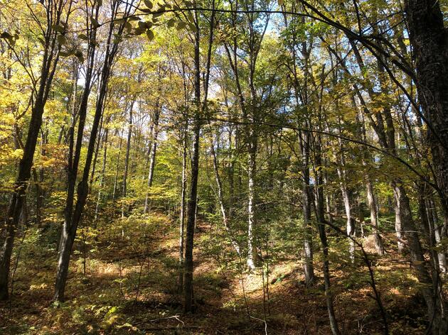 Shades of Green: Considering Birds and Complexity in the Management of Vermont Forests; a 3-part series.