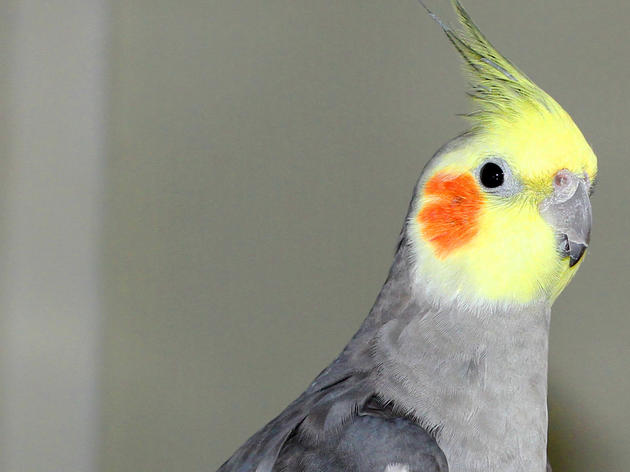 Why Do Birds Masturbate?
