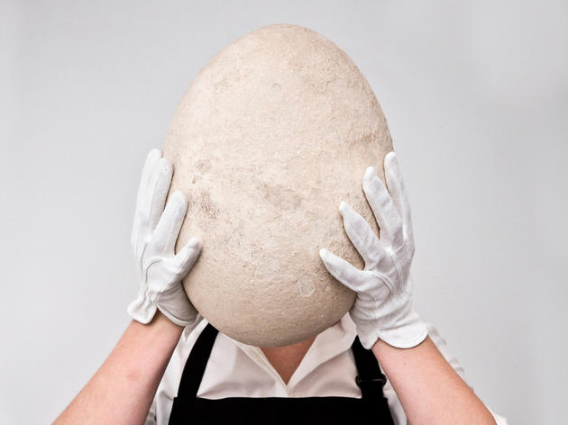Extremely Rare Elephant Egg Doesn't Sell