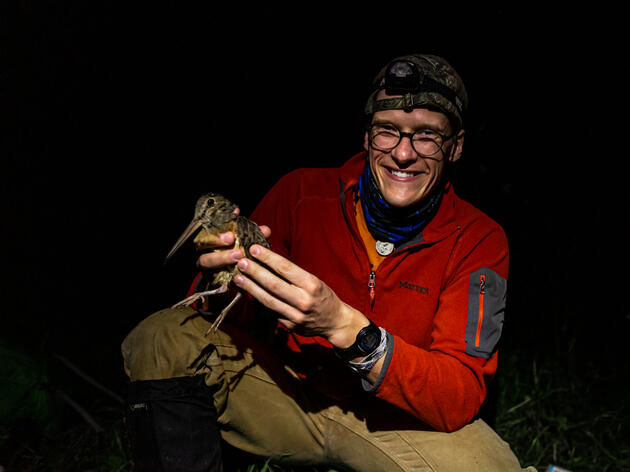 Woodcock Migration Patterns