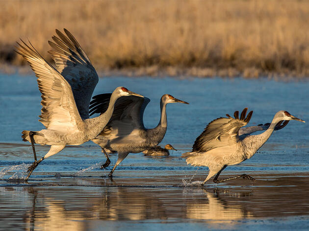 Court Strikes Down Trump Administration Policy That Let Companies Kill Birds