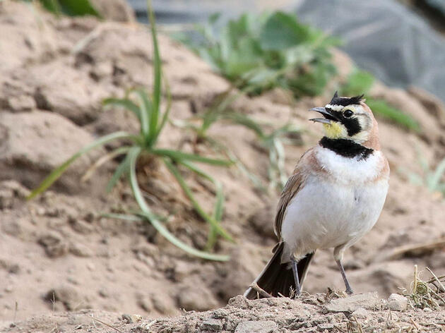 Farms With Natural Habitat Gain More Benefits From Birds