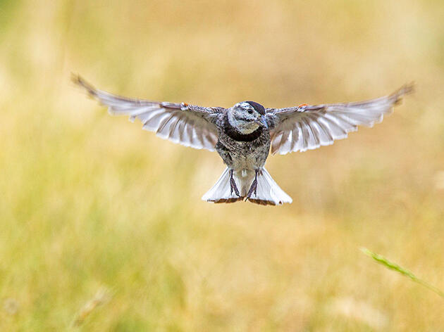 The McCown's Longspur Is No More, but the Debate Over Bird Names Continues