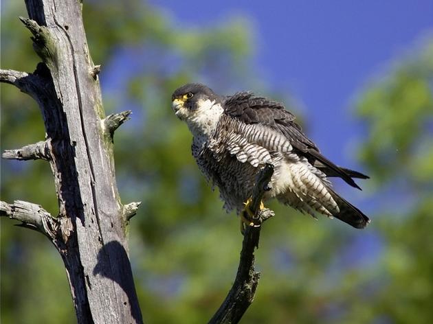 Vermont's Peregrine Falcon Population Completes Another Successful Breeding Season