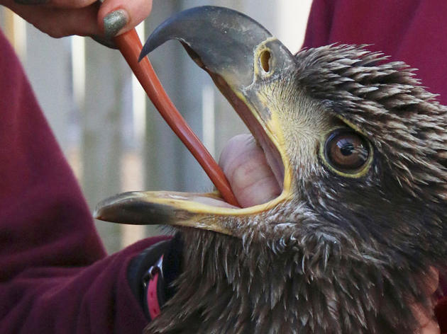 Officials Shocked as More Bald Eagles Turn Up Dead in the Northeast