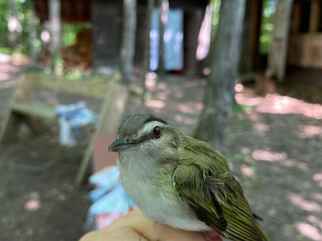 Banding to Understand the Life of a Bird