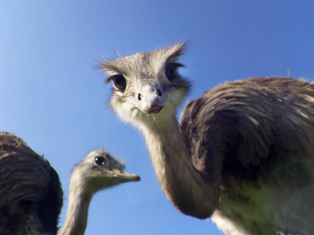 David Attenborough Explains Why “Big Birds Can’t Fly”