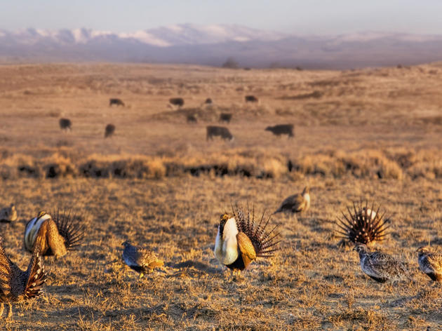An Offset Program for Sage Grouse