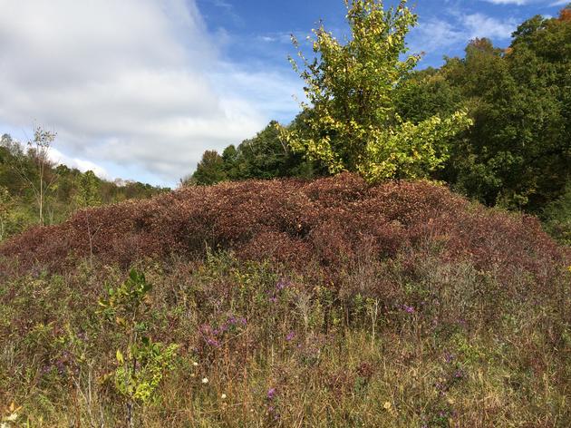 Demonstration Sites - Shrubland Birds