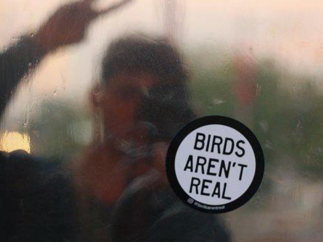 Are Birds Actually Government-Issued Drones? So Says a New Conspiracy Theory Making Waves (and Money)
