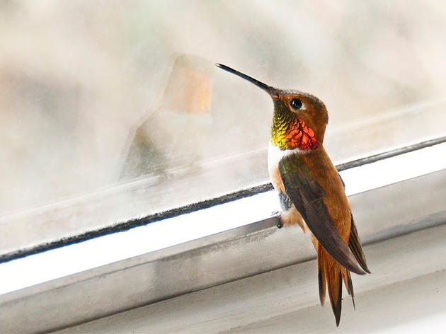 Jon Hamm Rescues Small Birds, And You Can Too