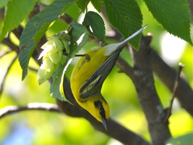 Additional Resources - Shrubland Bird Project