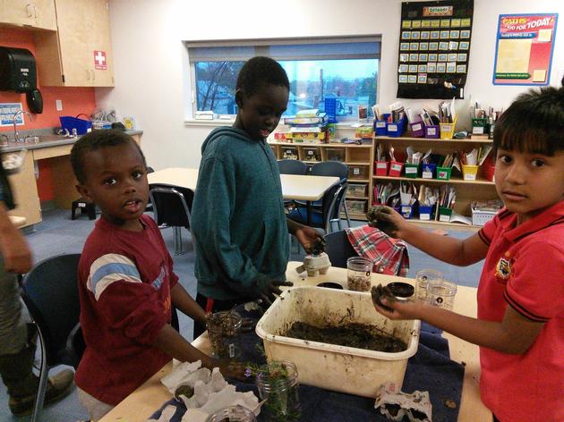 Seed Bombs and Native Plants for Birds