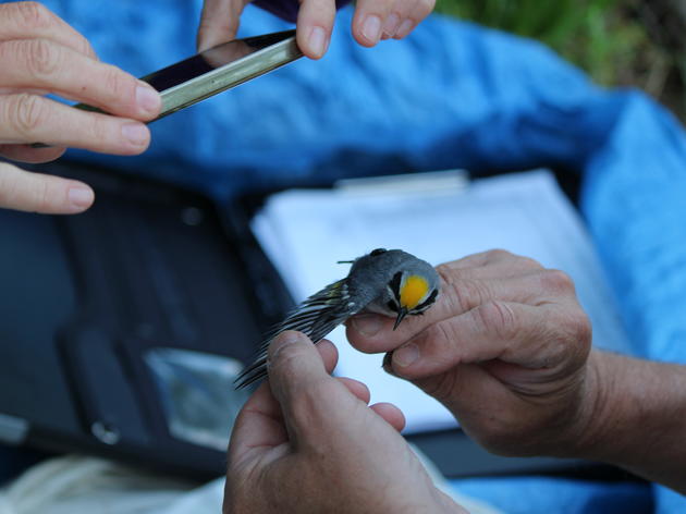 Golden-winged Warbler Geolocation Project