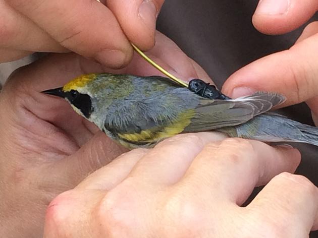 New Article Reveals the Importance of Full Life Cycle Conservation for Golden-winged Warblers