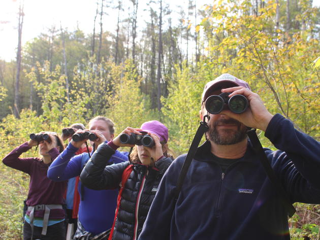 Audubon Vermont Birdathon