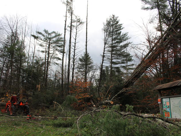 Wind Storm Recovery Update and How You Can Help