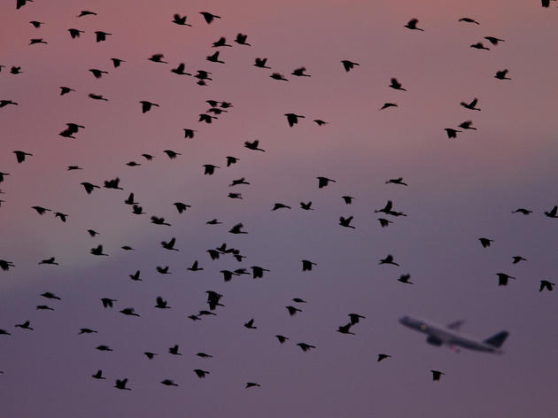 Everything You Need to Know About Birds and Planes