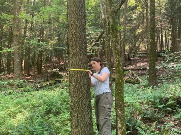 Growing a Resilient Future for Vermont's Forests