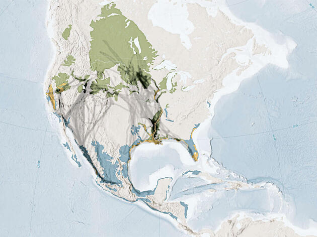 The Bird Migration Explorer Lets You Interact With Nature’s Most Amazing Feat