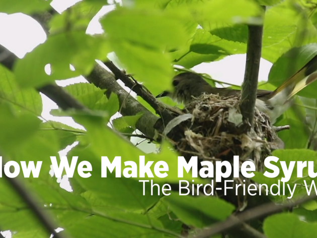 How We Make Maple Syrup: The Bird-Friendly Way