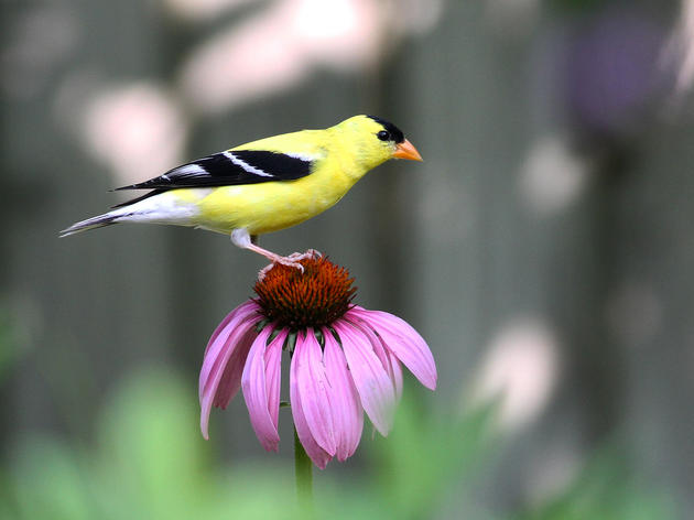 Showing the love, new legislation promotes habitat for the birds and the bees.