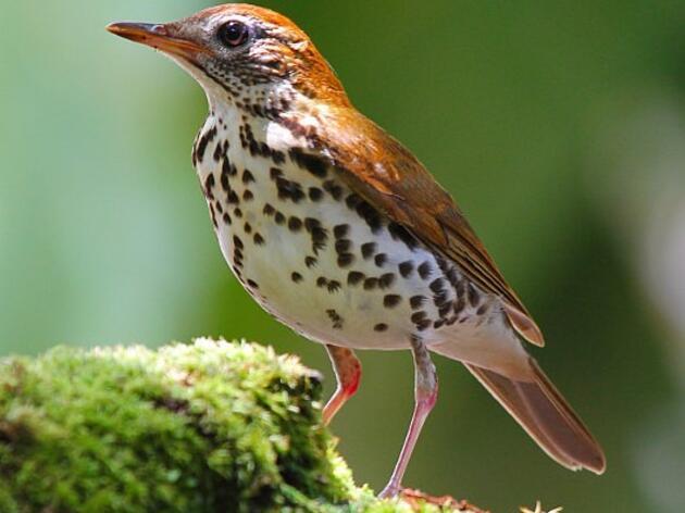 Adaptation Amidst a Changing Climate for Forests and the Birds That Call Them Home