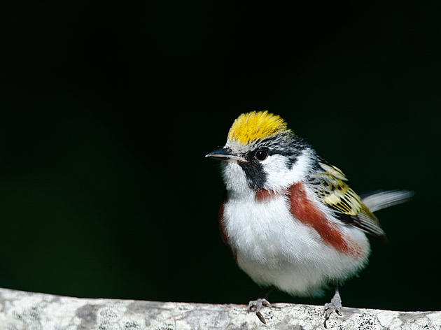 Conserving Vermont’s birds in a warming world