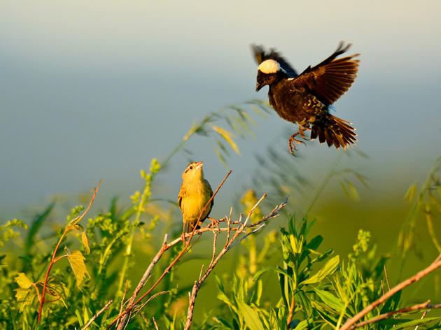The Bobolink Project