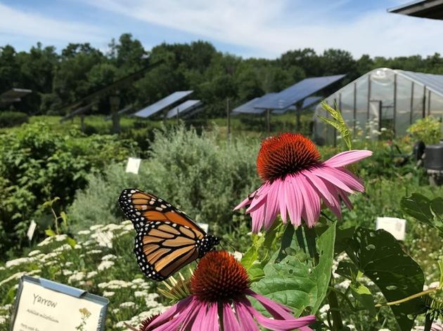 Birds and Bees Getting a Boost from Solar