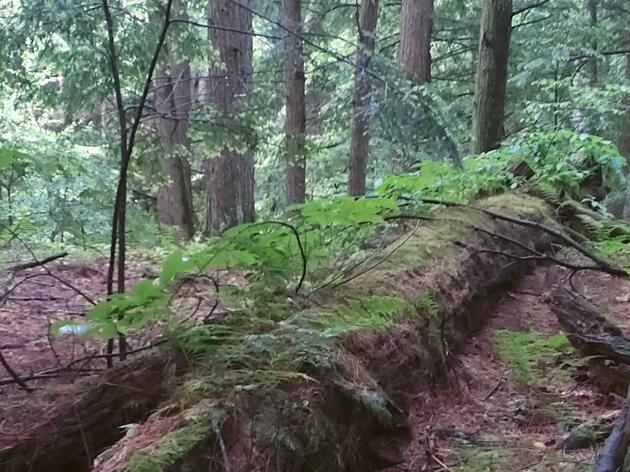 Birds, Forests, and the Telephone Gap Decision: An Audubon Perspective