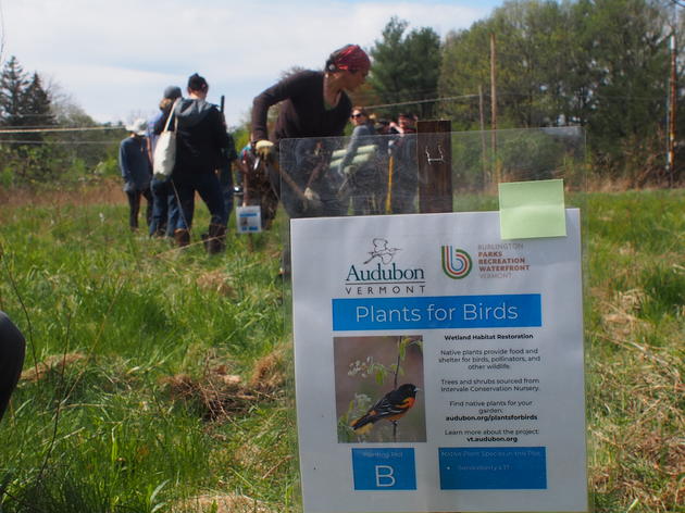 Plants for Birds: Oakledge Park Tree Planting