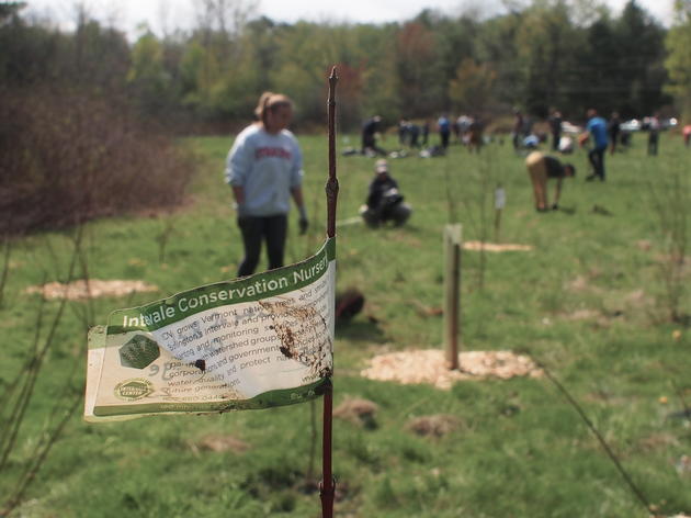 Plants for Birds: Oakledge Park Tree Planting