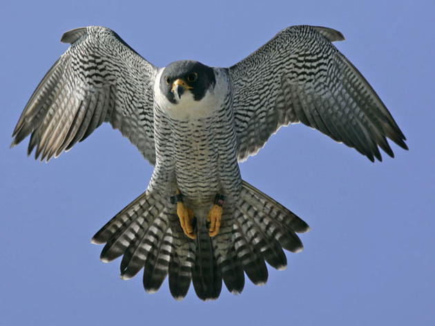 Vermont Peregrine Falcon Update
