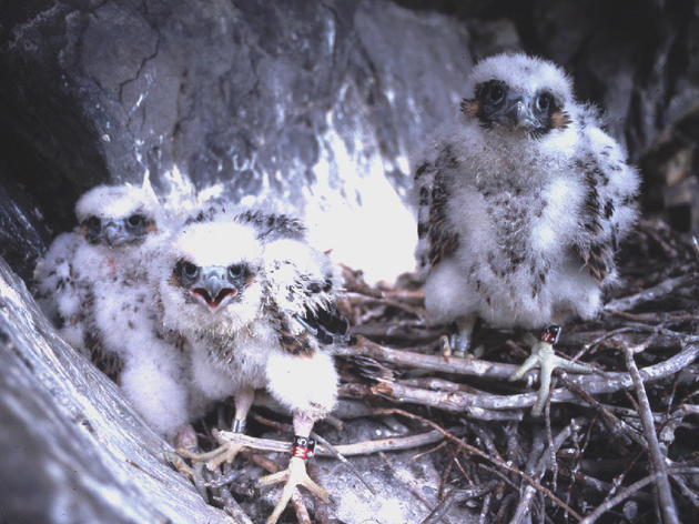 Vermont Peregrine Falcons Break Population Record