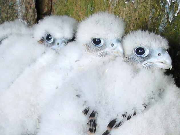 Keeping Peregrines Safe From Their Fan Club