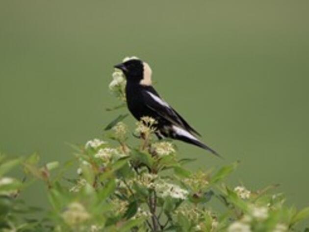 Bobolink Project Updates and News