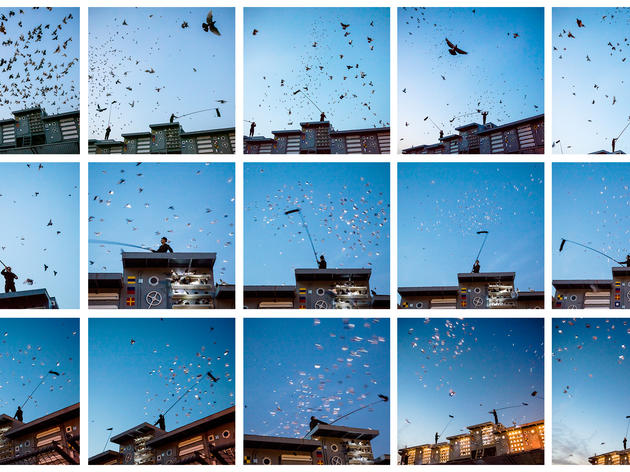 An Avian Ballet of 2,000 Illuminated Pigeons Streaks the New York City Sky