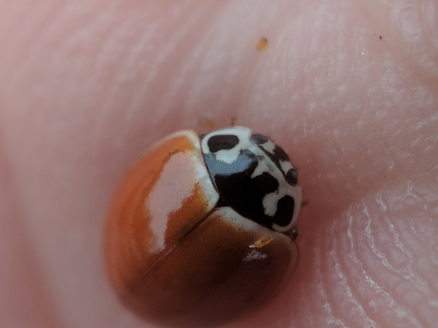 Lady Beetles of Vermont: Invasions, Extirpations, and Discoveries