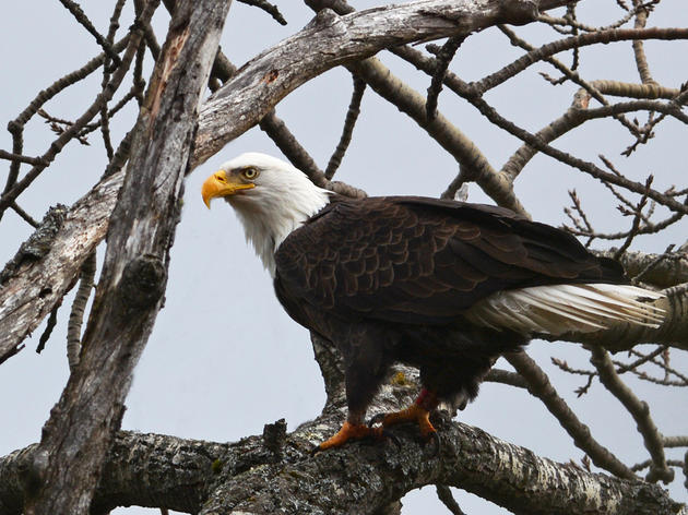 Bald Eagle Recovery in Vermont