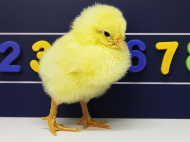 Chicks, Like Humans, Count from Left to Right